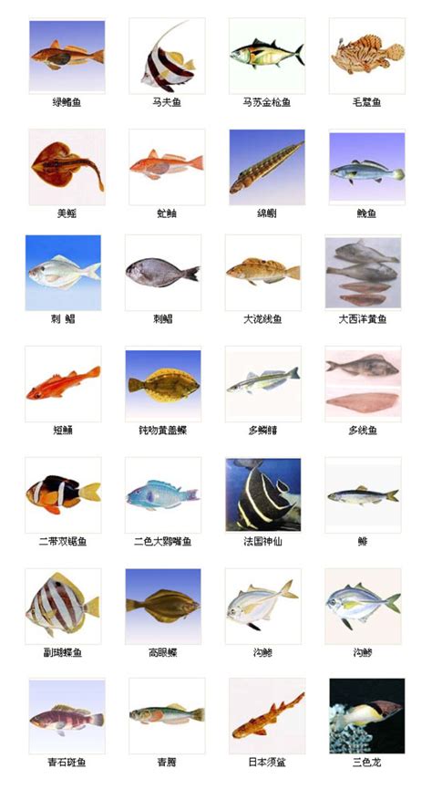 魚的種類
